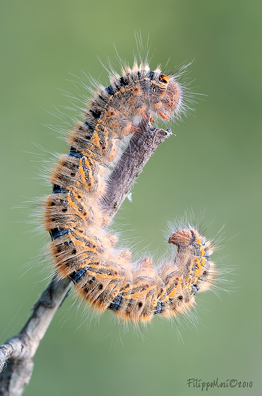 Bruco da identificare - Lasiocampa (Pachygastria) trifolii